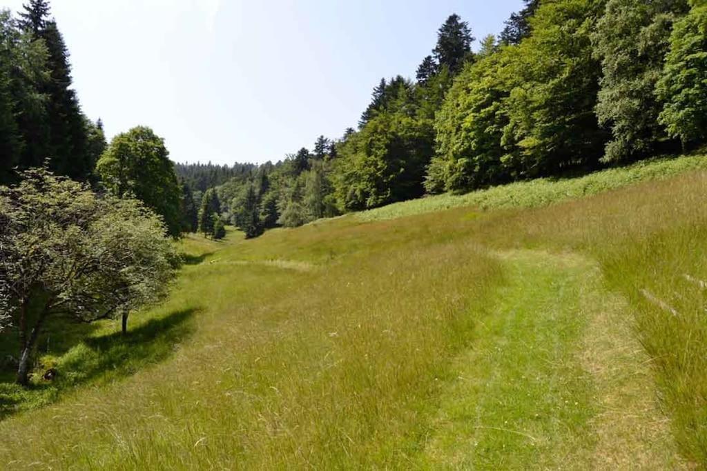 Hansel De La Ferme Du Schneeberg * Wangenbourg-Engenthal